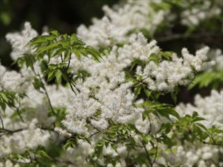 マルバアオダモ